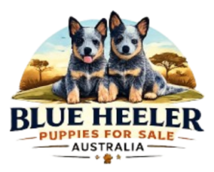 Blue Heeler Puppies For Sale