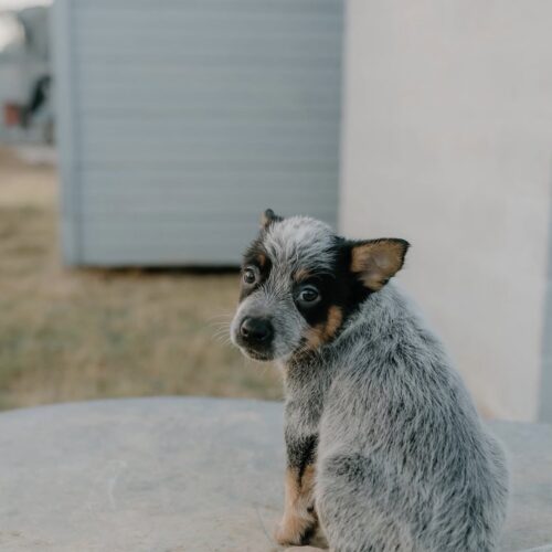 Maggy (Female) 10 Weeks Blue Heeler Puppies For Sale Australia Maggy( Female) 10 Weeks Blue Heeler Puppies For Sale Australia