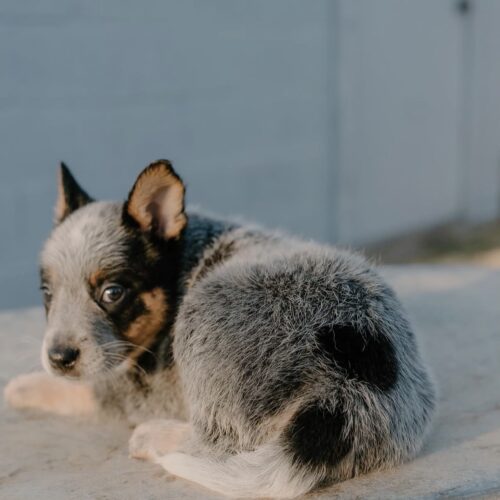 Alice (Female) 10 Weeks Old Blue Heeler Puppy Alice (Female) 10 Weeks Old Blue Heeler Puppy