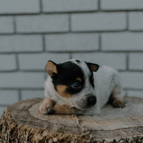 Bluey (Male) 10 Weeks Old Blue Heeler Puppy Bluey (Male) 10 Weeks Old Blue Heeler Puppy