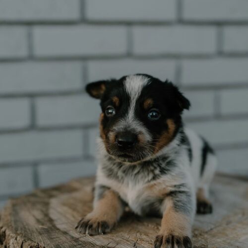 Charlie (Male) 10 Weeks Blue Heeler Puppies For Sale Charlie (Male) 10 Weeks Blue Heeler Puppies For Sale