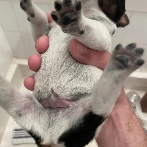 George (Male) 7 Weeks Blue Heeler Puppies For Sale George (Male) 7 Weeks Blue Heeler Puppies For Sale