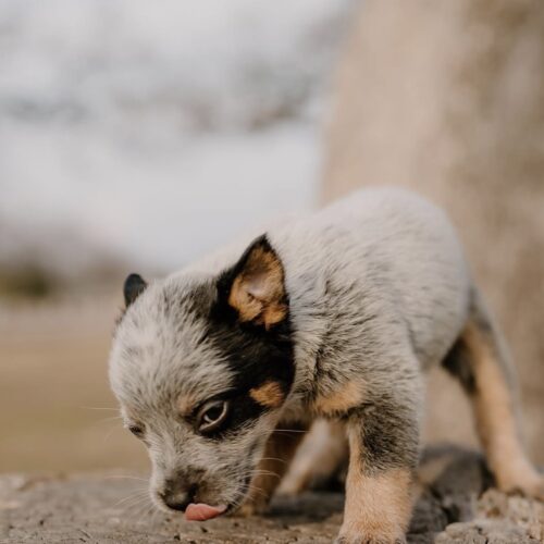 blue heeler puppies for sale Australia blue heeler puppies for sale Australia