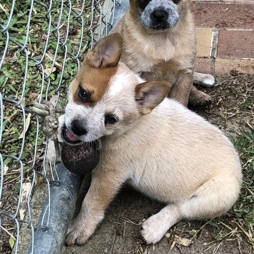 Dora (Female) 10 Weeks Old Blue Red Heeler Puppy Dora (Female) 10 Weeks Old Blue Red Heeler Puppy