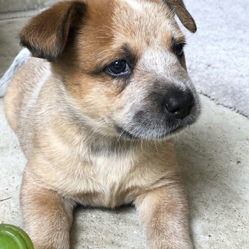 Mark (Male) 10 Weeks Old BlueRed Heeler Puppies For Sale Mark (Male) 10 Weeks Old Blue Red Heeler Puppies For Sale