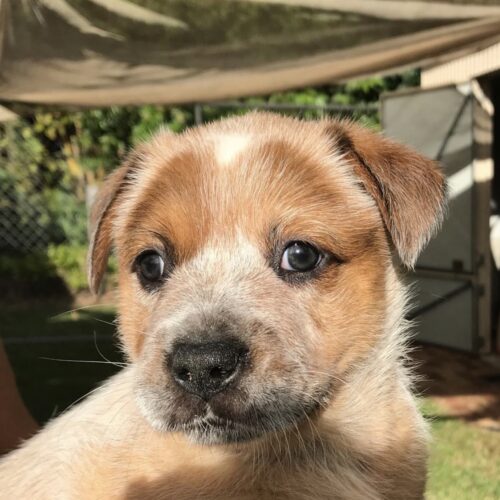Buster (Male) 9 Weeks Old Blue Red Heeler Puppy