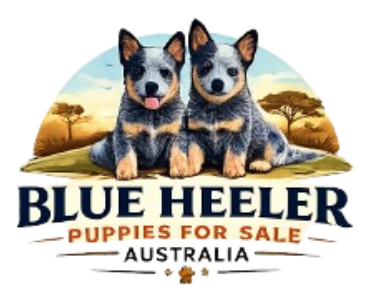 Blue Heeler Puppies For Sale